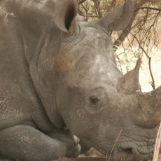 image-never-rhino