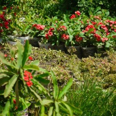 image-soa-garden